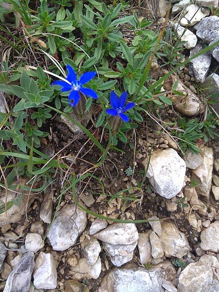 File:Unknown gentiana.jpg