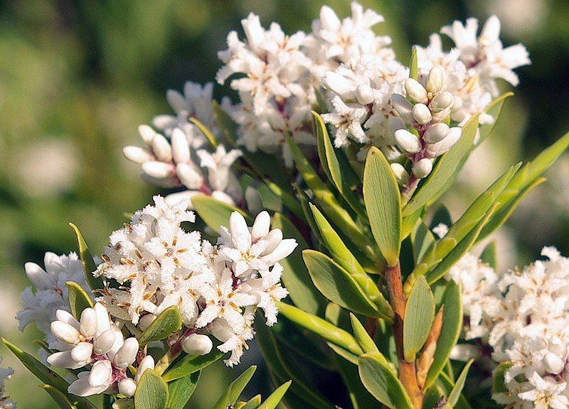 File:Unknown leucopogon crop.jpg