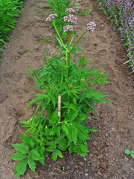 File:Valeriana officinalis 001.JPG