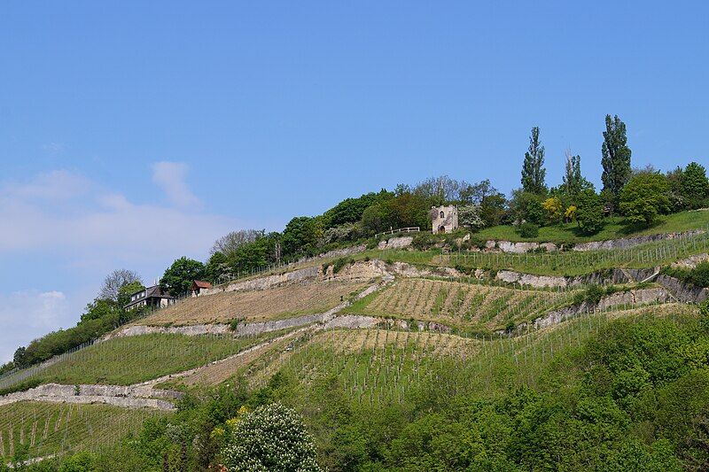 File:Vineyard Steinmeister.jpg