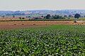 hilly countryside in Oudenaarde