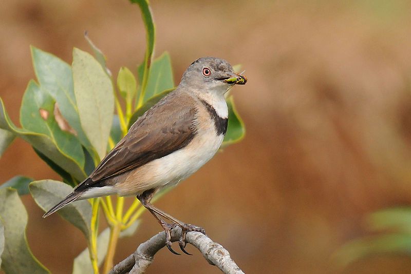 File:White-fronted Chat.jpg