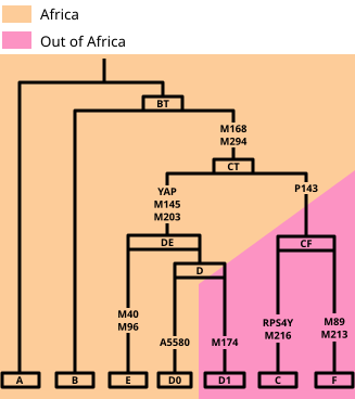 File:Y-DNA tree.svg