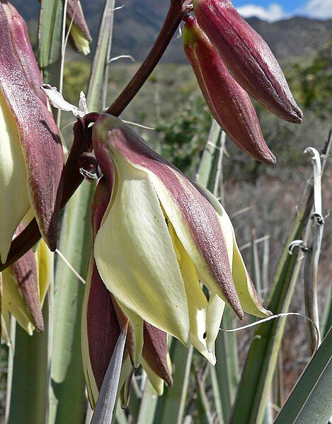 File:Yucca baccata 4.jpg