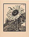 Sunflower (1919)[26]