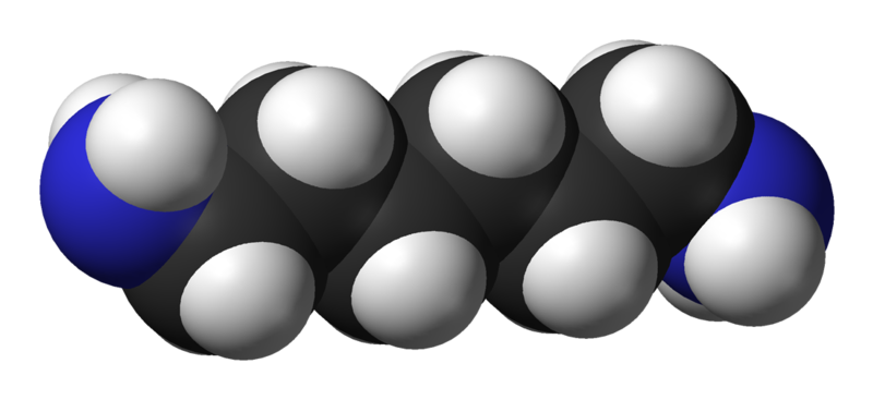 File:1,6-diaminohexane-3D-vdW.png