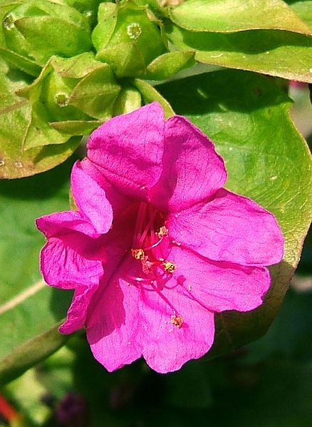 File:2006-10-18Mirabilis jalapa10.jpg