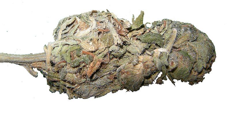 File:Acapulco gold.jpg