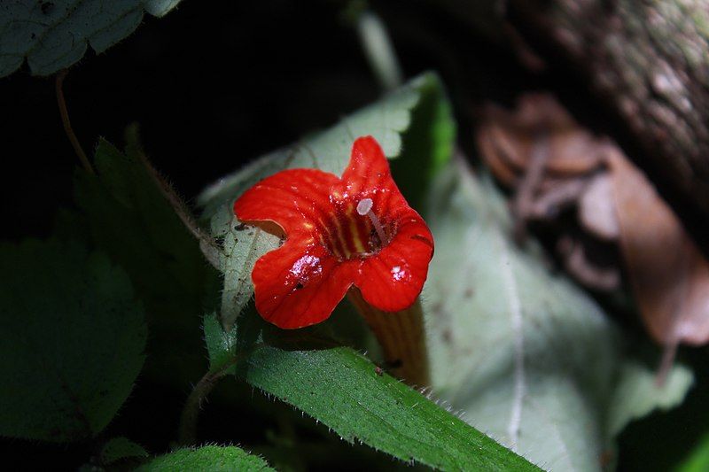 File:Achimenes antirrhina.jpg