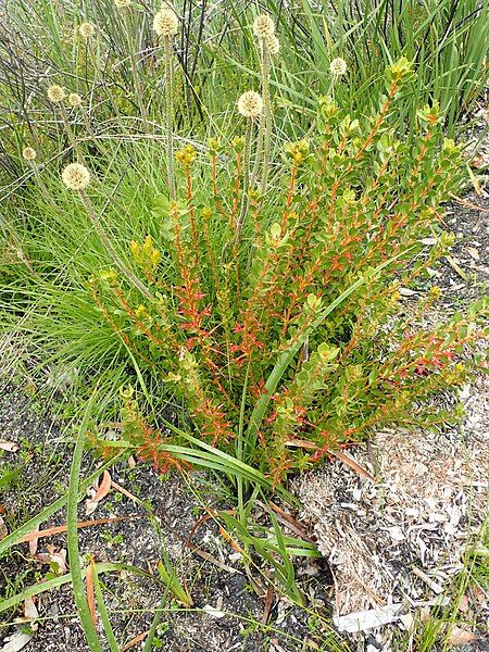 File:Adenanthos obovatus habit.jpg