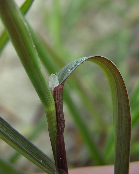 File:Agrostis ligula.jpg