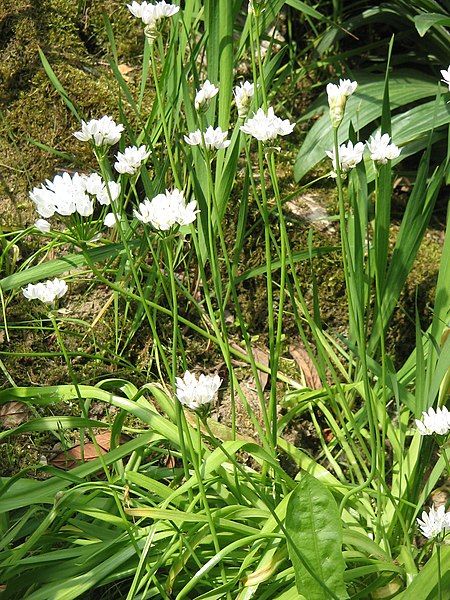 File:Allium neapolitanum clump.jpg