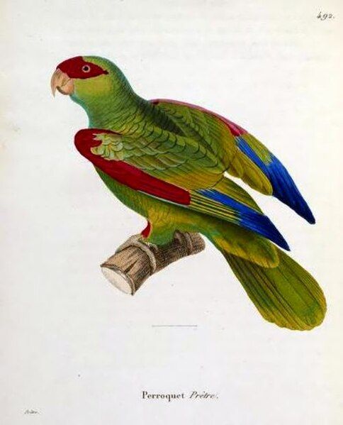 File:Amazona pretrei.jpg