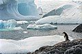 Image 24Few creatures make the ice shelves of Antarctica their habitat, but water beneath the ice can provide habitat for multiple species. Animals such as penguins have adapted to live in very cold conditions. (from Habitat)