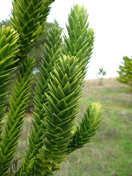 File:Araucaria rulei 4.JPG