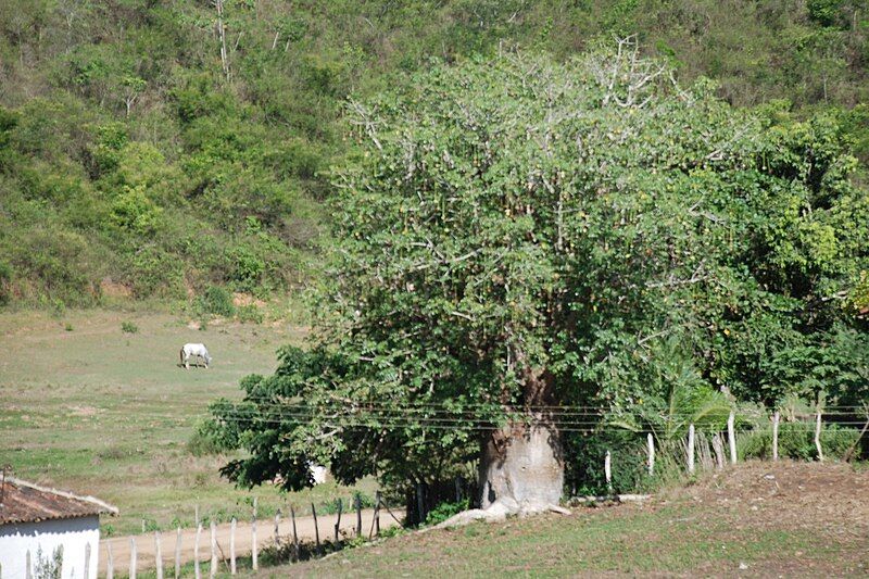 File:Baoba Poco Comprido.JPG