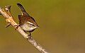 Bewick's Wren - Sacramento County, California