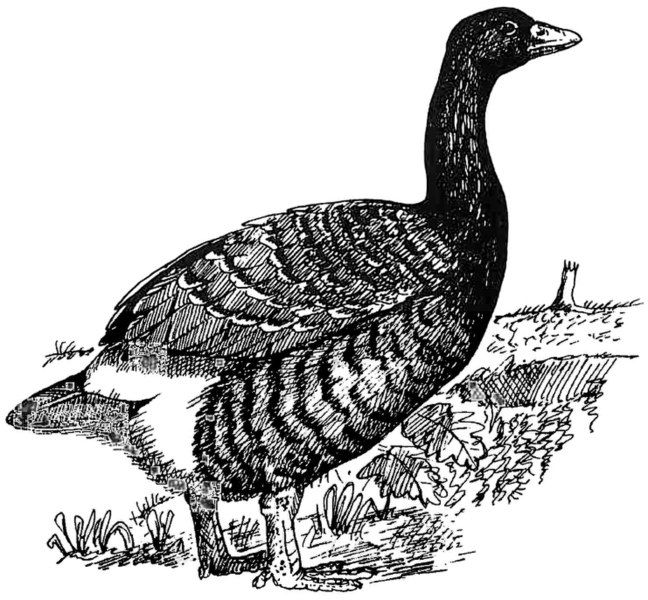 File:Big Island Goose.jpg