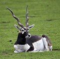 Blackbuck