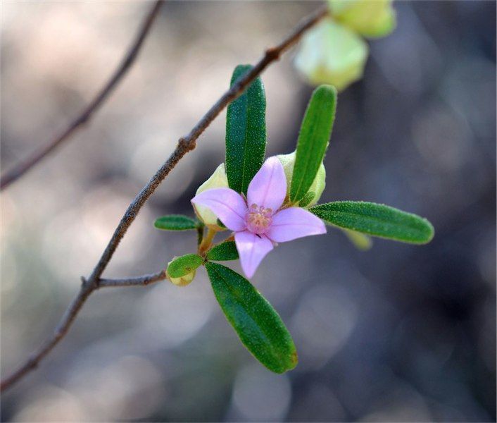 File:Boronia duiganiae.jpg