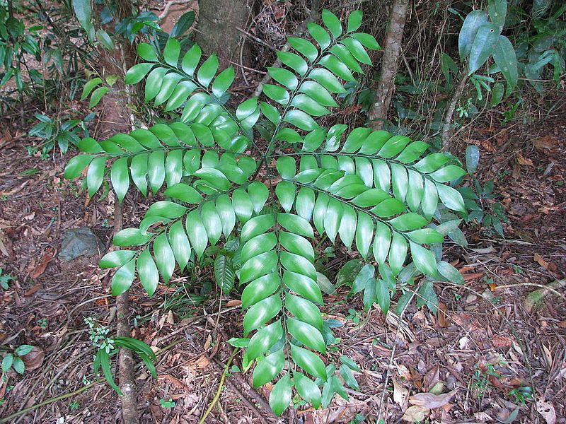 File:Bowenia spectabilis.JPG