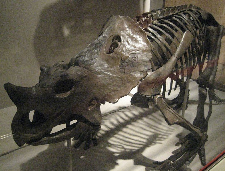 File:Brachyceratops montanensis.jpg