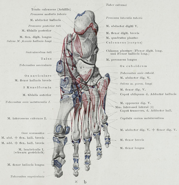 File:Braus 1921 311.2.png