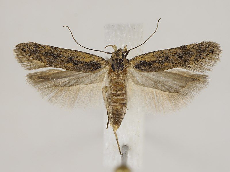 File:Bryotropha desertella 01.jpg