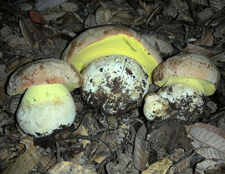 File:Butyriboletus persolidus 69469.jpg