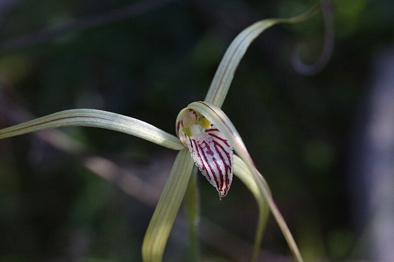 File:Caladenia elegans.jpg