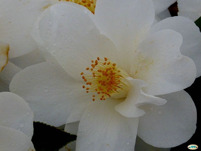 File:Camelia2195 (8484145984).jpg