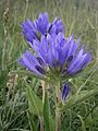 Campanula glomerata