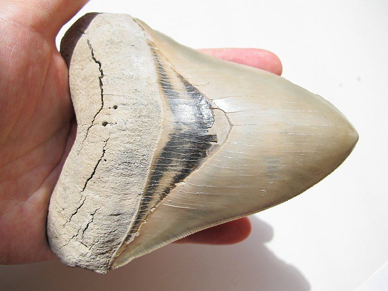 File:Carcharocles megalodon tooth.JPG