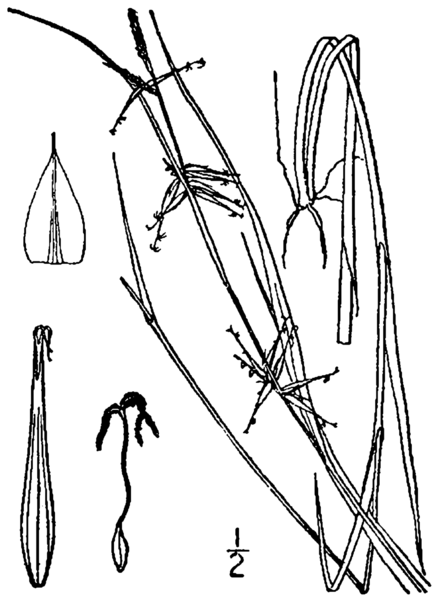 File:Carex collinsii BB-1913.png