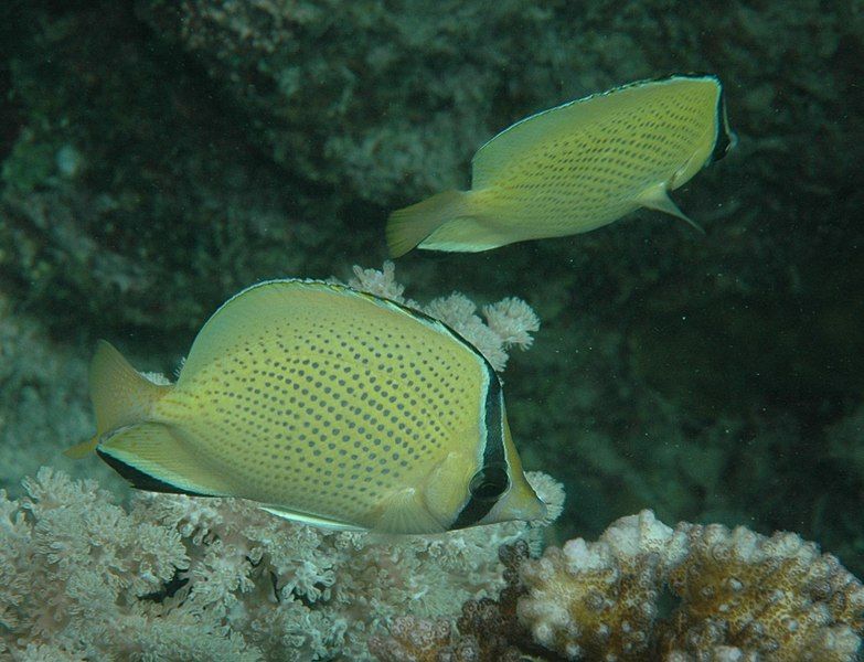 File:Chaetodon citrinellus.jpg