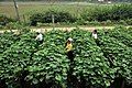 Picking chayote (Vietnam)