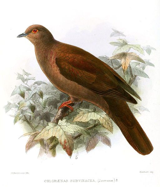 File:ChloraenasSubvinaceaKeulemans.jpg