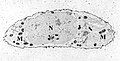 Transmission electron micrograph of a chondrocyte, stained for calcium, showing its nucleus (N) and mitochondria (M).