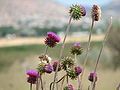 Thistles