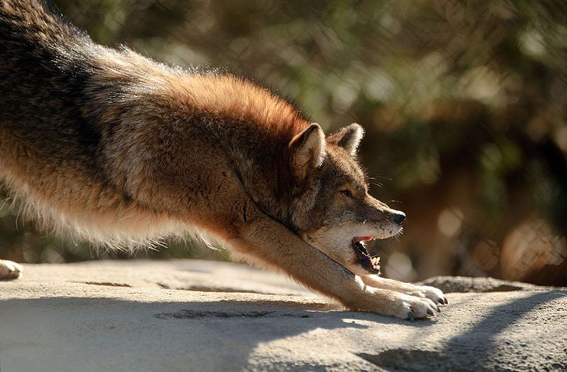 File:Coyote Stretching (6811853436).jpg