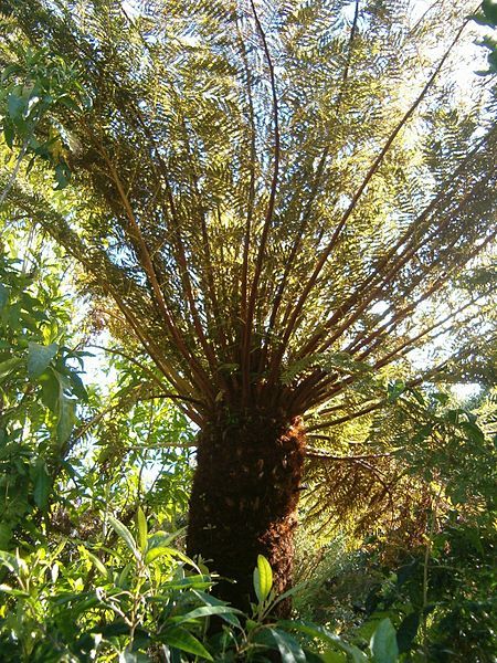 File:Cyathea dregei KirstenboshBotGard09292010D.JPG