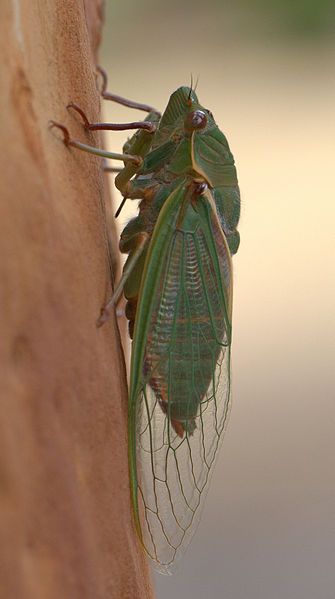 File:Cyclochila australasiae.jpg