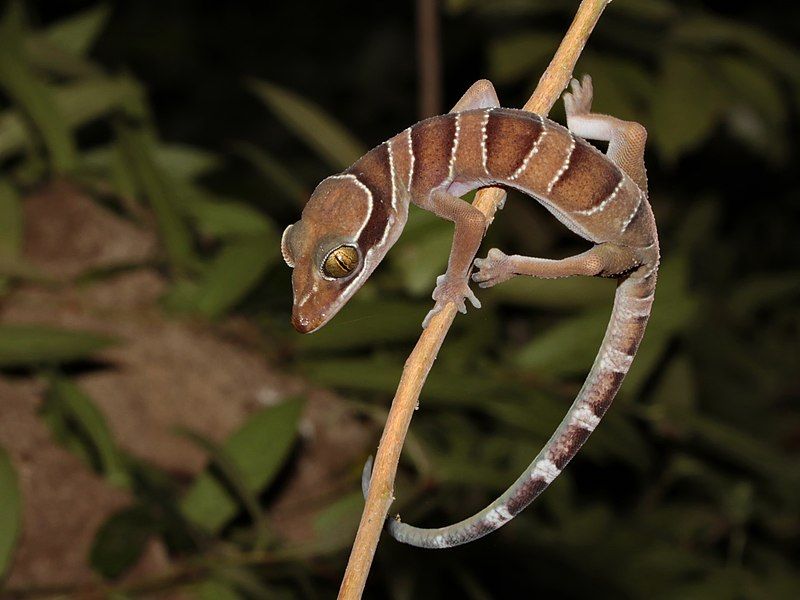 File:Cyrtodactylus bintangrendah.jpg