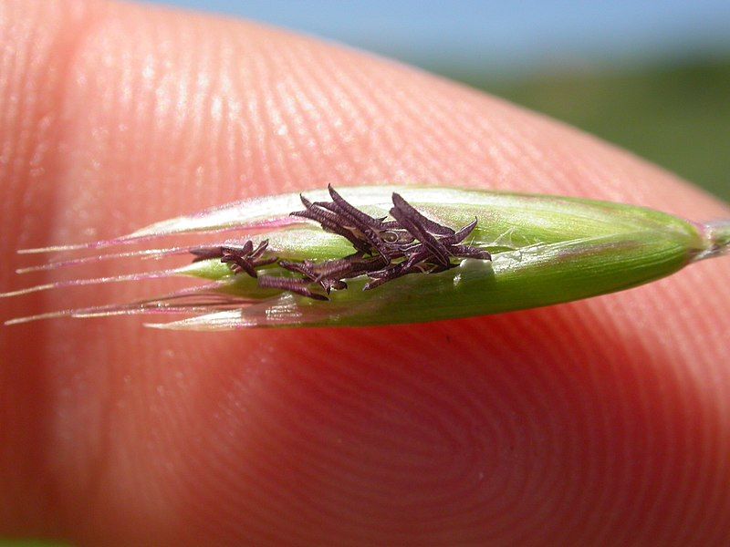 File:Danthonia californica.jpg