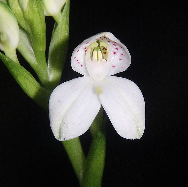 File:Disa tripetaloides 240506.jpg