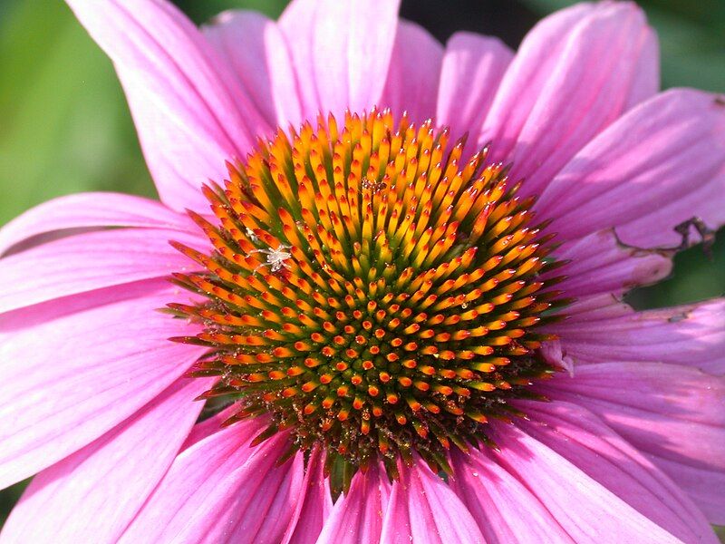 File:Echinacea purpurea 5548.jpg