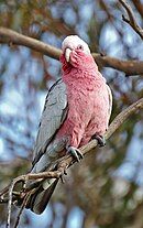 A grey parrot with a pink underside and throat, and a white forehead