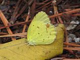 Adult female, ventral view of wings.