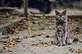 Evening Cat, Mykolaiv, Ukraine