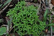 Three-parted cotyledons